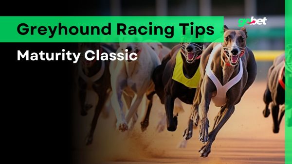 gobet maturity classic greyhound racing tips