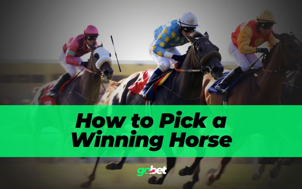 How to Pick a Winning Horse – 7 Pro Tips