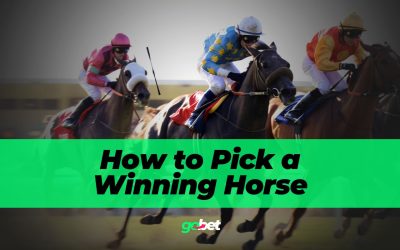 gobet how to pick a winning horse