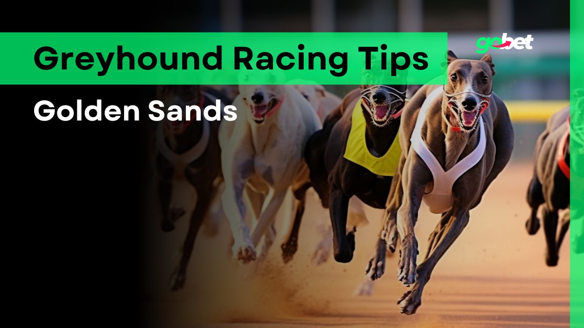 gobet golden sands greyhound racing tips