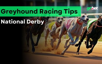 gobet national derby greyhound racing tips