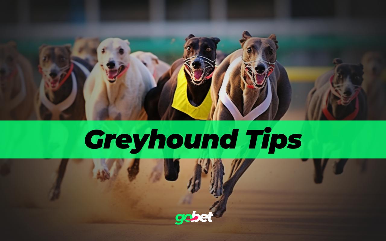 Greyhound Racing Betting Tips & Predictions