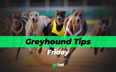 gobet friday greyhound racing tips
