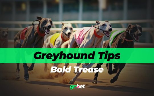 gobet bold trease greyhound racing tips
