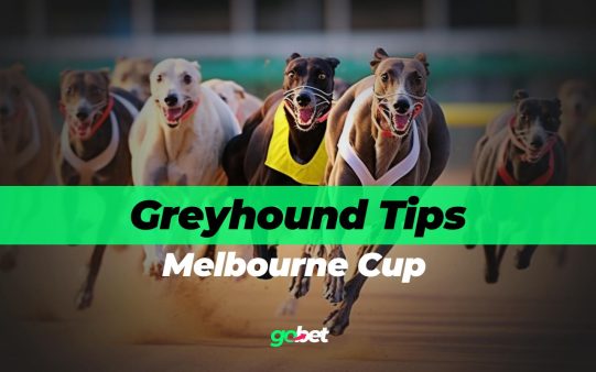 gobet melbourne cup greyhound racing tips