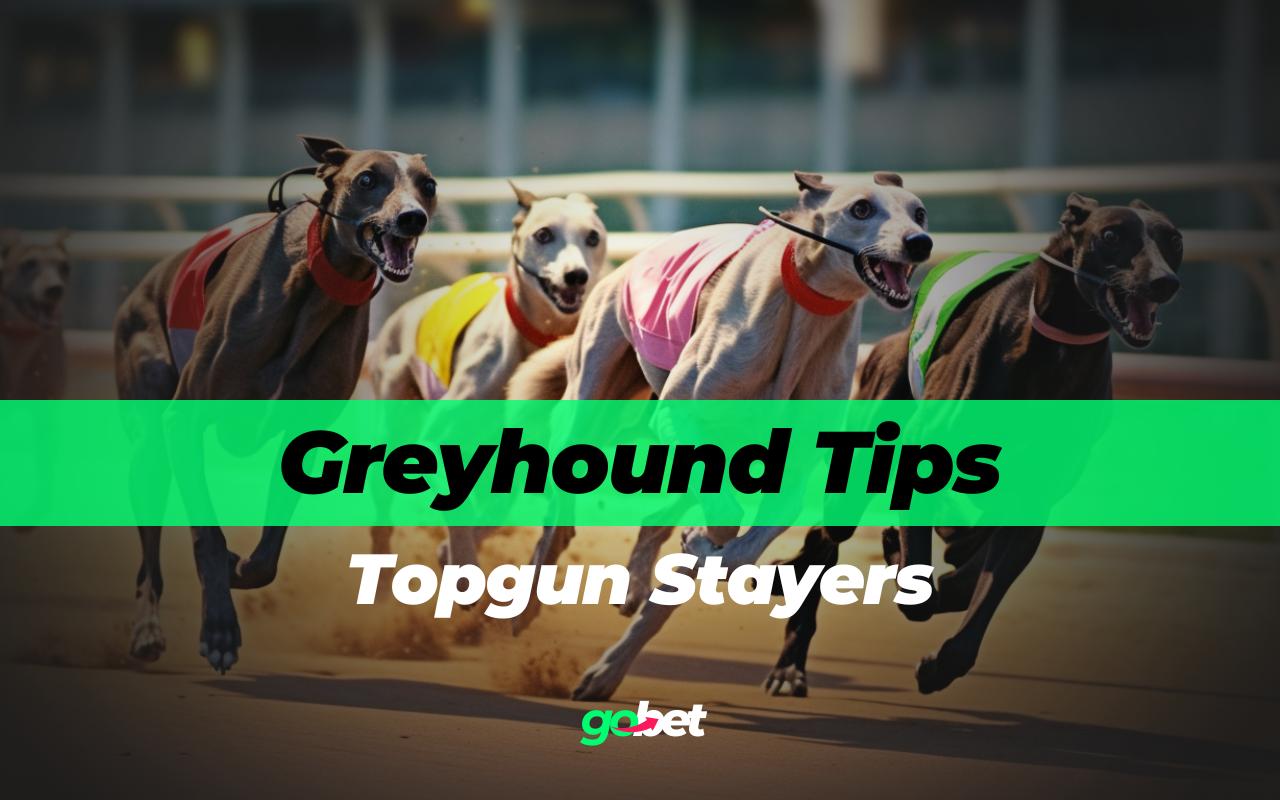 gobet topgun stayers tips