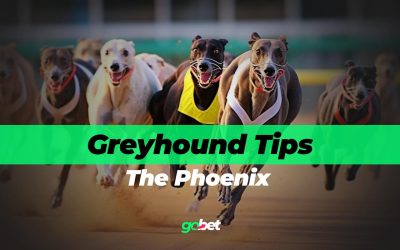 gobet the phoenix greyhounds tips