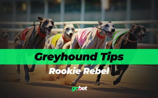 gobet rookie rebel tips